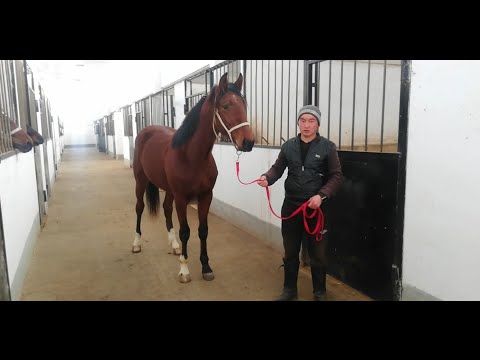 Видео: Жорго,🇰🇬🏇РЕЙНА КЕНЧ. ЫССЫК-КОЛ. Эн жакшы аткана,🏯 эн жакшы жорголор🐎