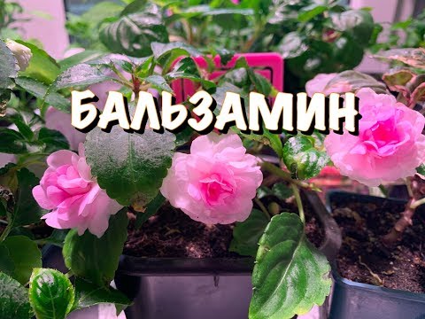 Видео: 🌸БАЛЬЗАМИН  КАК СОХРАНИТЬ красивые цветы ЗИМОЙ🌸 НЮАНСЫ СОДЕРЖАНИЯ и УХОДА