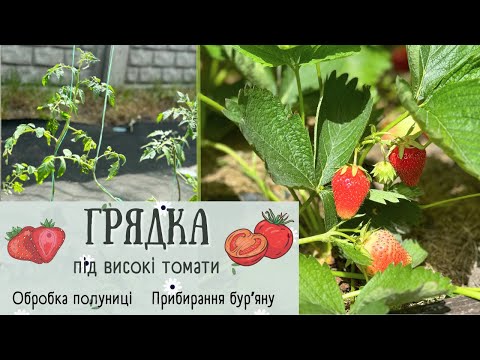 Видео: Готую ГРЯДКУ під Високі ТОМАТИ 🍅 ОБРОБКА Полуниці 🍓 Прибирання 🧹 МОТИВАЦІЯ ✨