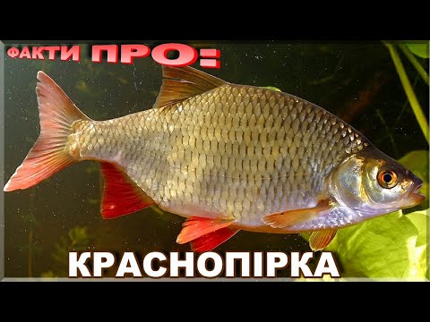 Видео: КРАСНОПІРКА | ЦІКАВІ ФАКТИ ПРО: КРАСНОПІРКУ!  Де живе і як ловити!