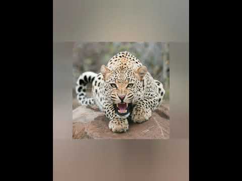 Видео: Биоценоз-организмдердин табигый биргелештиги