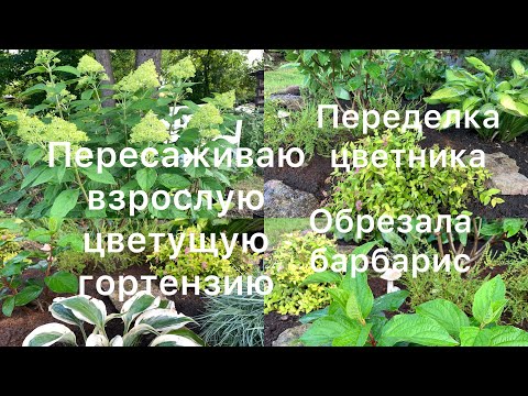 Видео: ПЕРЕСАДКА ВЗРОСЛОЙ ЦВЕТУЩЕЙ ГОРТЕНЗИИ. Переделка цветника. Обрезала барбарис и выкопала его😊