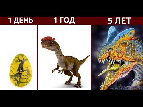 Видео: Наш динозавр РАСТЕТ ! ( The Isle )