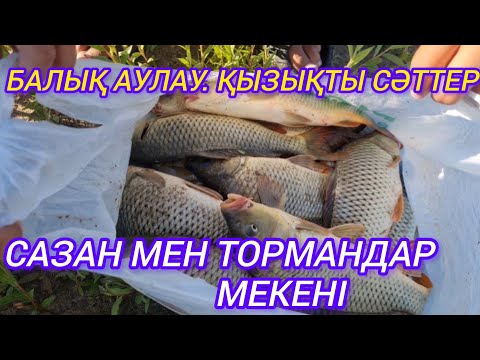 Видео: БАЛЫҚ АУЛАУ. ҚЫЗЫҚТЫ СӘТТЕР. САЗАН МЕН ТОРМАНДАР МЕКЕНІ.