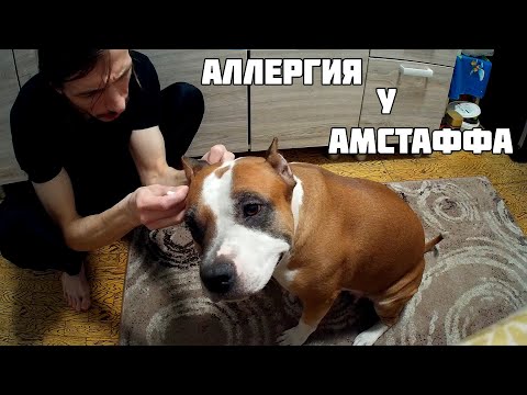 Видео: КАК ПРОЯВЛЯЕТСЯ АЛЛЕРГИЯ У АМСТАФФА И ПРОБЛЕМЫ С ЖКТ