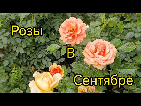 Видео: Южный сад, сентябрь 2025