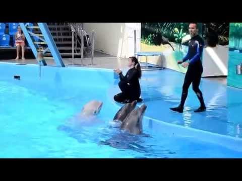Видео: Дельфинарий Немо 2015 Голубицкая