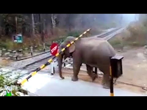 Видео: Глаза не Верят, но Эти Случаи Повезло Снять на Камеру!