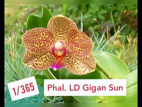 Видео: Строптивая орхидея ГиганСан. Рубрика "365"__1 серия