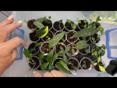 Видео: 25.07. 25 излишек цветов.обзор угловой витрины