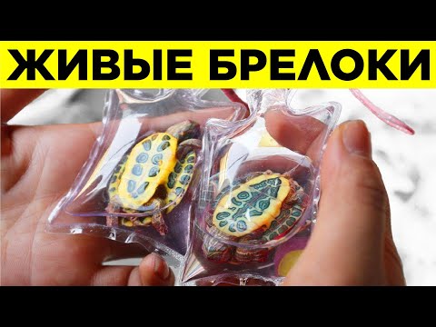 Видео: Вещи, Которые Есть Только в Китае