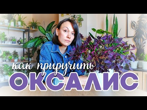 Видео: КИСЛИЦА от А до Я. ВСЁ об УХОДЕ в этом видео!