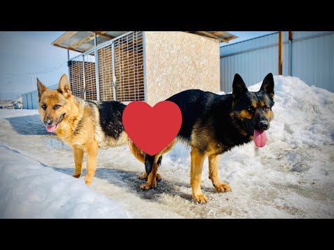 Видео: ДЕНЬ ЛЮБВИ НЕМЕЦКИХ ОВЧАРОК