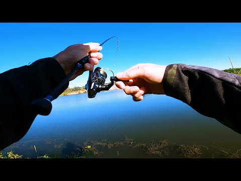 Видео: Караси на GAMMARUS + Shimano Soare XR 21 C2000SSPG