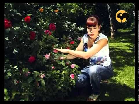 Видео: Розы в Саду. серия 8. Классификация роз 2
