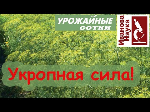 Видео: ОЗДОРОВЛЕНИЕ огорода УКРОПОМ! Как вырастить отличный укроп и извлечь из него максимум пользы.