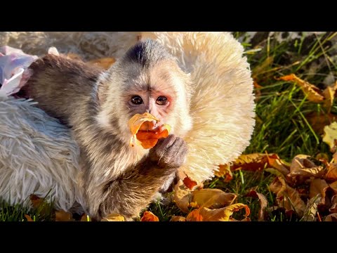 Видео: ПЕРВАЯ ОСЕНЬ Финика в жизни, как же ему ИНТЕРЕСНО ИГРАТЬ с листвой!