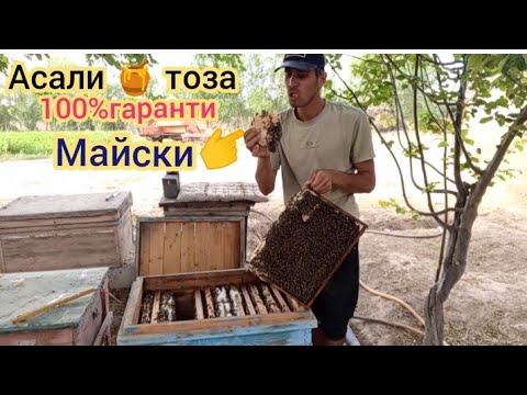 Видео: Асали 🍯соли 2025 майски . Асали фуруши  занбури фуруши