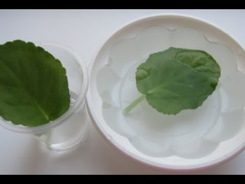 Видео: ВОССТАНОВЛЕНИЕ ВЯЛОГО ЛИСТА ФИАЛКИ! ВОЗВРАЩАЕМ ТУРГОР ЛИСТА!