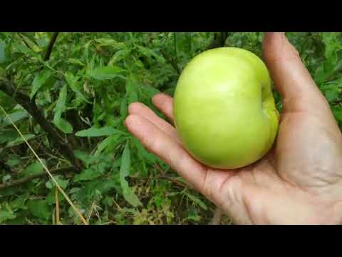 Видео: Готовим запасы на зиму. 