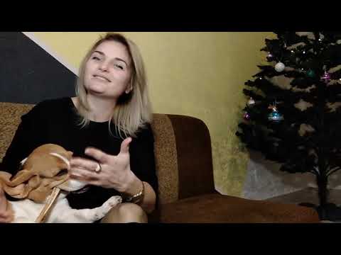 Видео: Бигль Jastin  Как ПРАВИЛЬНО КОРМИТЬ собаку, натуральный рацион питания, сухой корм или смешанный