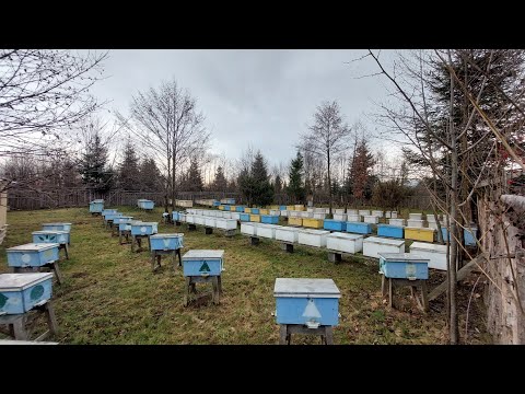 Видео: Тепло +15🌡 як зимувати дальше? (09.01.23) 🙆‍♂️🌞