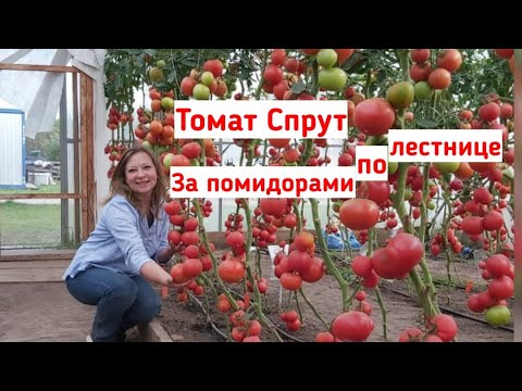 Видео: Томат Спрут: на стремянке за помидорами! Самый урожайный томат. Помидорное дерево! Советы агронома!