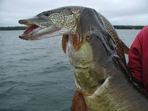 Видео: Отменный клев на канале Иртыш-Караганда. Часть первая.