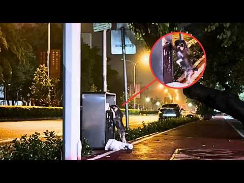 Видео: Я увидел бездомную собаку, похожую на моего пропавшего две недели назад, позвал её… и заплакал.