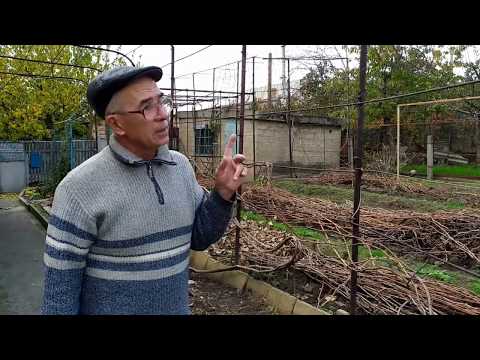 Видео: Формировка укрывного куста для горизонтальной плоскости беседки, второй год жизни