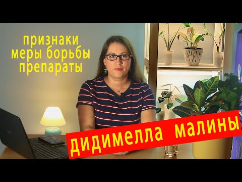 Видео: Дидимелла малины. Симптомы и меры борьбы.