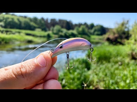 Видео: Река РАДУЕТ КЛЁВОМ! ЭТА приманка НАЙДЁТ РЫБУ в ТРАВЕ! Рыбалка на спиннинг в 2024