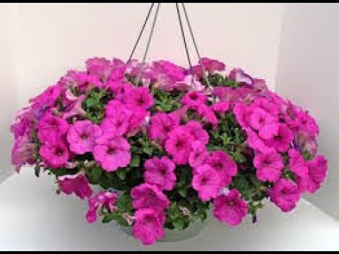 Видео: Маточники петуний Сохраняем петунии зимойPetunia mothers Save petunias in winter