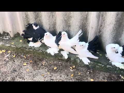 Видео: 28 октября 2025 г.