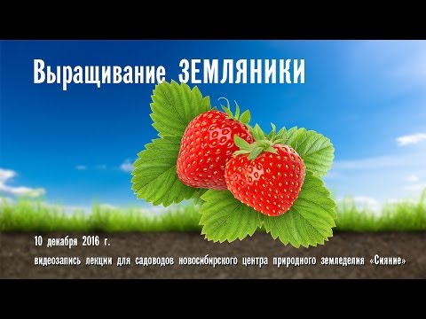 Видео: Выращивание земляники