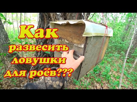 Видео: КАК Я РАЗВЕШИВАЮ ЛОВУШКИ ДЛЯ ПОИМКИ БРОДЯЧИХ РОЁВ