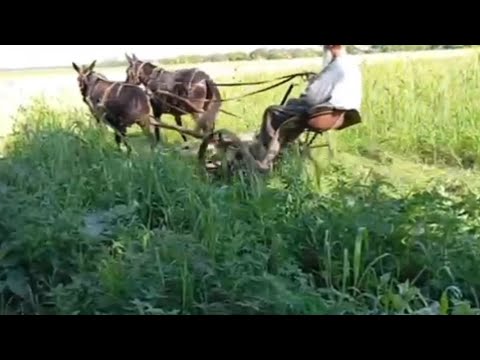 Видео: ЛОШАДИ🐎МУЛЫ В КОННОЙ КОСИЛКЕ👍💥СЕНОКОС☘️ КУБАНЬ