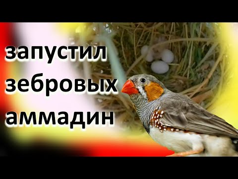 Видео: запустил зебровых амадин в разведение/ гнездовой материал для амадин/ гнёзда для амадин