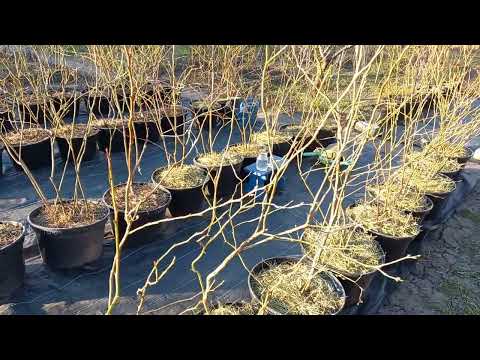 Видео: Первая весенняя подкормка голубики. Нормы,  сроки, особенность внесения.