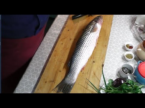 Видео: Сугудай из пеленгаса