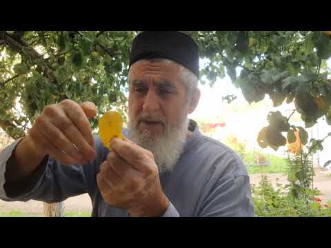 Видео: Нигә көфер сүзләр сөйлибез? Зөфәр хәзрәт Тахавиев. 