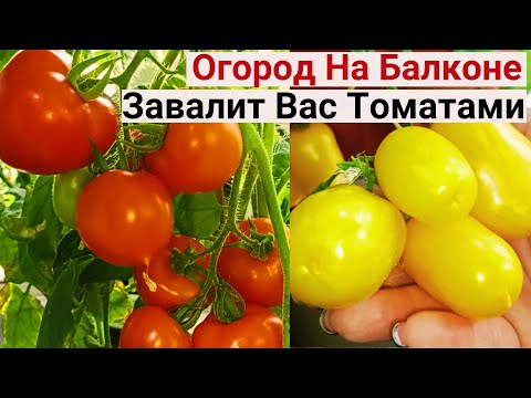 Видео: Внимание! Раскрываю Секрет, Как УВЕЛИЧИТЬ Урожайность В НЕСКОЛЬКО РАЗ в Вашем Огороде На Балконе!