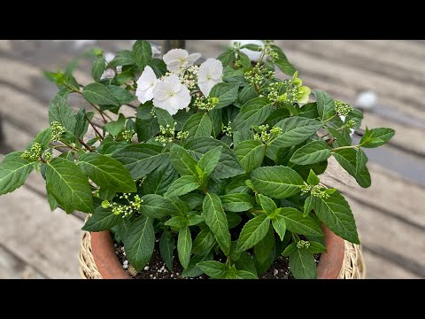 Видео: Гортензия сбежавшая невеста, уход и черенкование