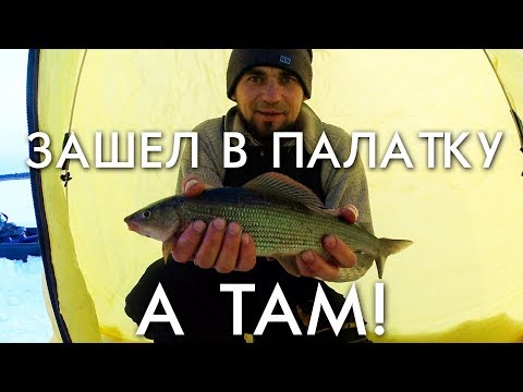 Видео: ЗАШЕЛ В ПАЛАТКУ А ТАМ! / РЫБАЛКА НА СИГА И ХАРИУСА