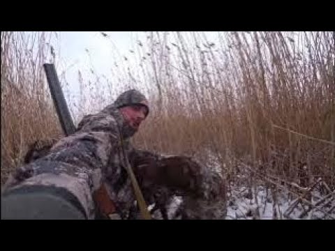 Видео: Ходовая охота с Курцхаарами