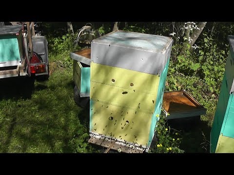 Видео: Двухкорпусный дадан .Третье противороевое мероприятие.