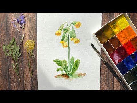 Видео: Как нарисовать весенний цветок Примула. Акварель для начинающих. Пошаговое рисование