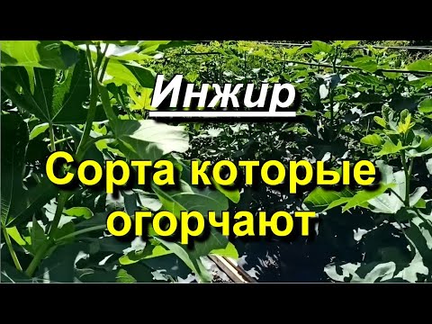 Видео: Инжир. Сорта под угрозой удаления. 2023 07 04