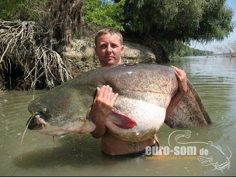 Видео: Кальмар для ловли сома на квок.Как правильно наживлять?#квок