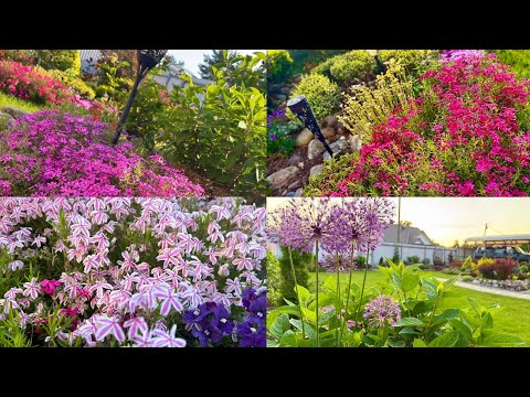 Видео: Стригу и укореняю флокс шиловидный/ переделки в цветнике/ новые кустарники/ Ленинградская область